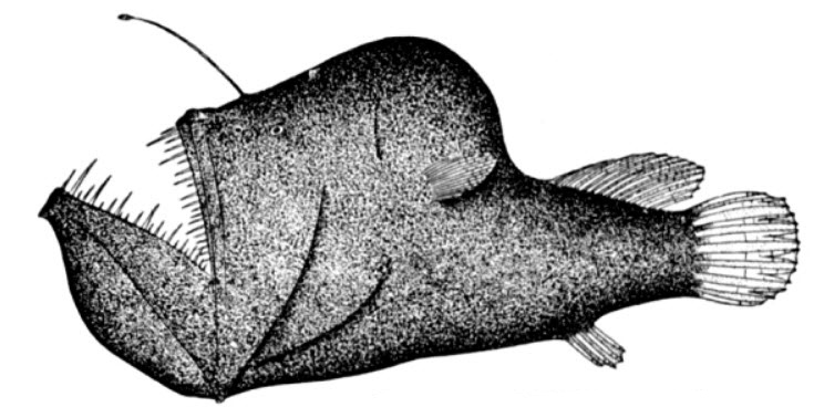 Melanocetus johnsoni_01.jpg